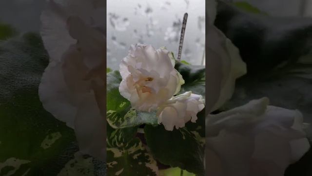 фиалка ЛЕ-белая камелия первое цветение #violet #фиалки #цветы смотреть онлайн