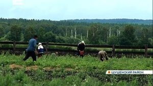 В селе Субботино Шушенского района собирают урожай клубники