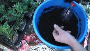 Голубая ель. Посев хвойников семенами и стратификация.