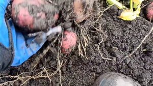 Выкопали картофель: Беллароза и Мишка?. Одни слёзы! Продолжать их сажать или нет?
