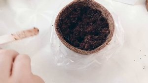 Посадка семян венериной мухоловки Grow it (Часть 1)