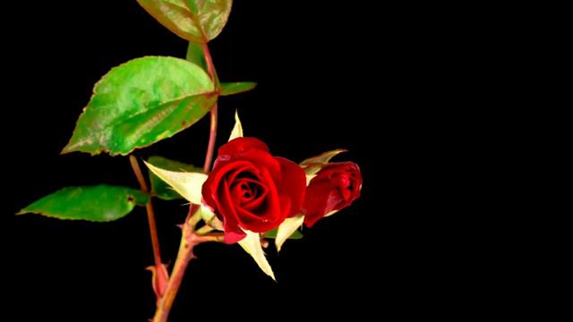 Beautiful flowers video | Best Relax Music | flower blooming video | Nature Video Calm Music |HD смотреть онлайн