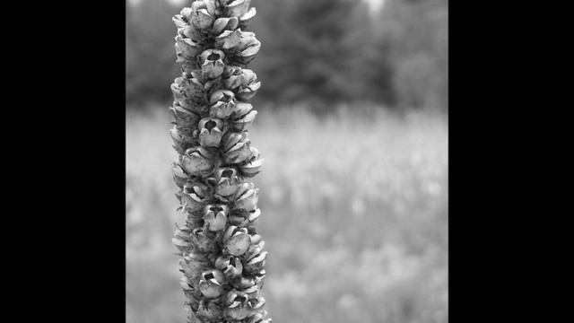 Antonin Dvorak, Sonatina in G major, op. 100, 3rd movement смотреть онлайн