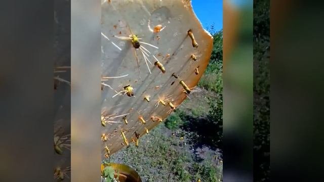 Летнее укоренение зелёных побегов, размножение винограда.