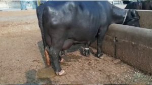 World Record Buffalo sale  33 Lacks ll Hajji Shouqat Dogar of Multan 10/21/2021