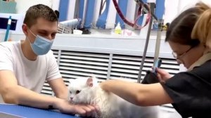 Экспресс - линька кошки в груминг салоне