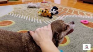 Наши домашние питомцы. Животные для детей