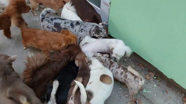 той-пудели Нептун , Шаганэ и мальтезе Анджела после груминга питомник Кастропуло Крым ☺️ смотреть онлайн