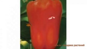 Перец сладкий Солист (solist solist) ? сладкий перец Солист обзор: как сажать, семена перца Солист