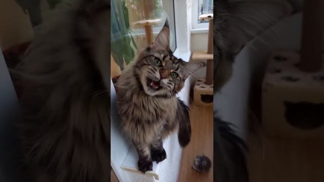 Разговорчивый мейн-кун 🥰 #кошки #мейнкун #maincoon #cat #питомцы