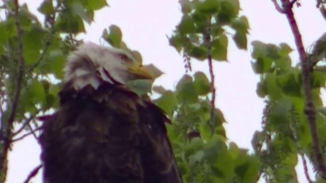 США Национальная птица смотреть онлайн