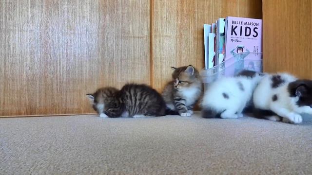 Котята красивые.Норвежский лесной котенок　子猫が可愛い、モフモフなノルウェージャンフォレストキャットです
