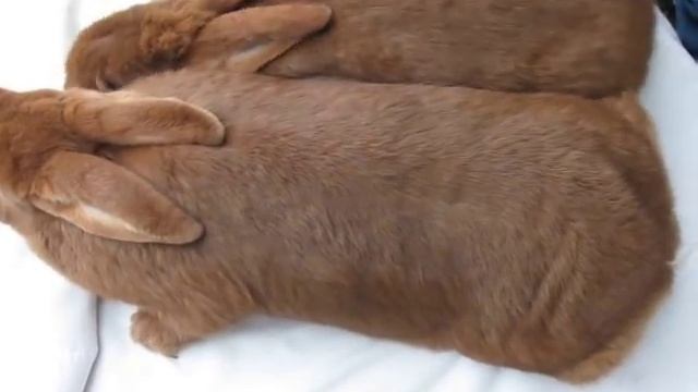 Кролики НЗК, сравнение меха у 2 самок.avi смотреть онлайн