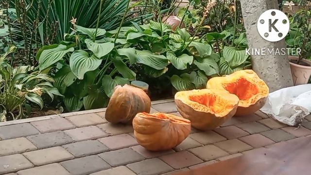 Утро у моих кур и цыплят. #курица #цыплята #куры #яйцо #петуха #пушкинская смотреть онлайн