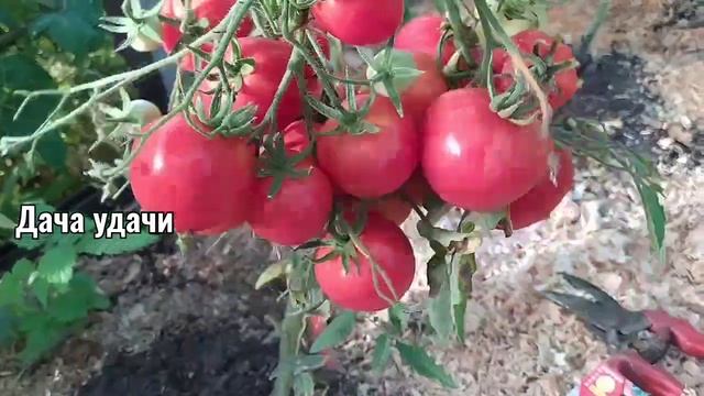 Кистевой томат ЮБИЛЕЙНЫЙ ТАРАСЕНКО! Всем советую вырастить! Дача удачи