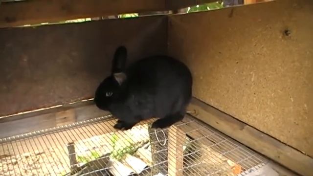 Кролики новозеландские чёрные смотреть онлайн