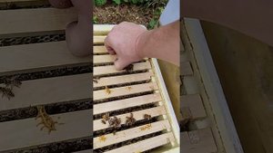 Работа малоформатного улья. Альпиец стоит в стороне)))