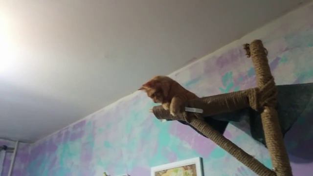 Котейка играет в баскетбол смотреть онлайн