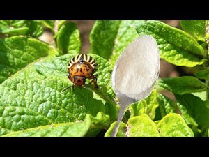 КОЛОРАДСКИЙ ЖУК Исчезает Прямо На Глазах! Наконец-то Реально Рабочий Способ! Колорадский жук исчез.