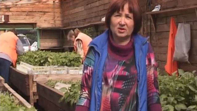 озеленение