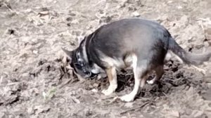 Чихуахуа. Охота на полевых мышей