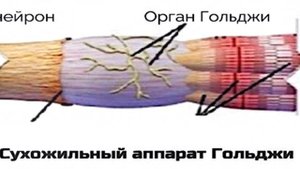 Рефлекторная активность