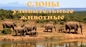 Слоны удивительные животные. Интересные факты о слонах.