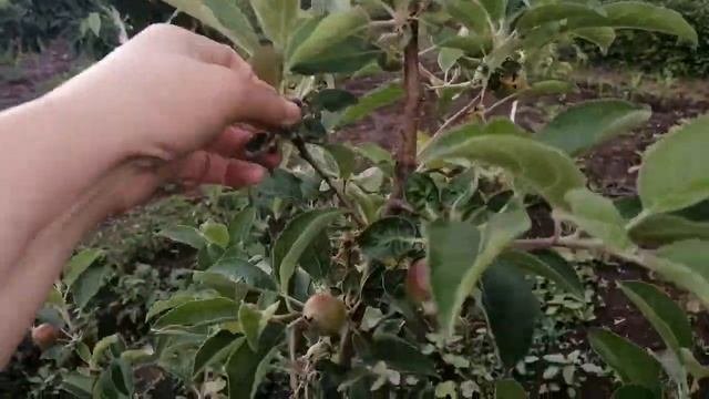 Хотите крупные плоды, делаем нормировку.