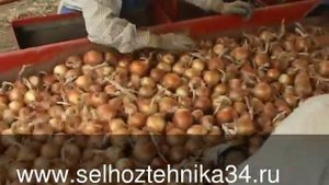 Уборка лука комбайном
