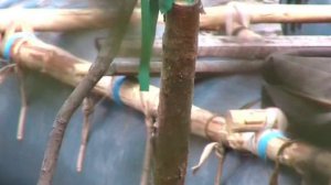 Поход КАРЕЛИЯ 2006.Река Калга.