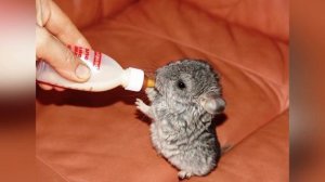 Плюсы и минусы шиншилл