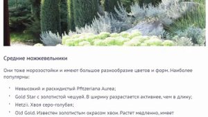 Сорта и виды можжевельника фото с названиями и описанием