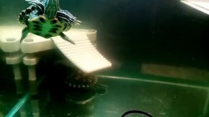 Декор в аквариум с красноухой черепахой. Грунт