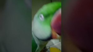 Александрийский попугай подражает звуки смеха и вороны .