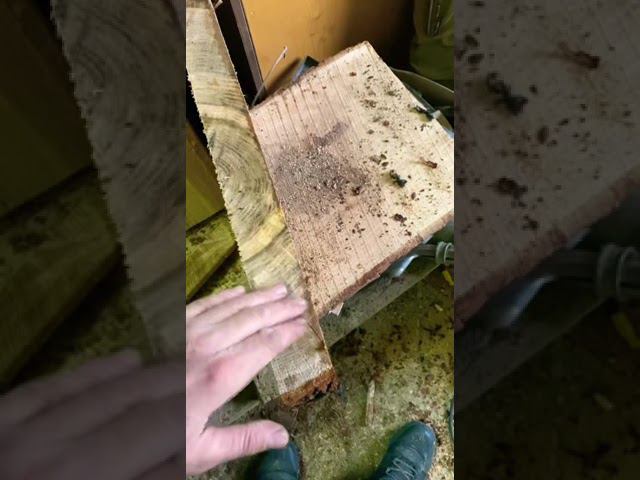 Эксперименты с Дубом.Старый метод изготовления широких досок без потери ровности в процессе сушки. смотреть онлайн