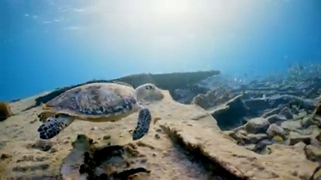 Нежная музыка, успокаивает нервную систему и радует душу - лечебная музыка для сердца и сосудов смотреть онлайн