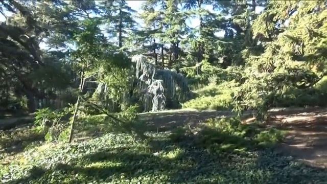 Никитский ботанический сад накануне зимы смотреть онлайн