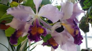 Моя каттлея Dinard Blue Heaven с вирусом