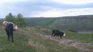 Анатолий приучает к пастбищу своих коров [миниферма ветеринара]
