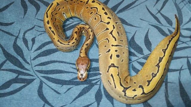 Python Regius Pinstripe Scaleless Het  2018