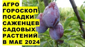 Агрогороскоп посадки саженцев садовых растений на май 2024Agrohoroscope for planting seedlings of ga