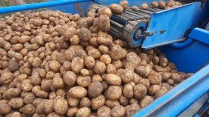 #УБОРКА КАРТОФЕЛЯ 2022#МТЗ-80 КАРТОФЕЛЕКОПАЛКА Z643/1BolKo#