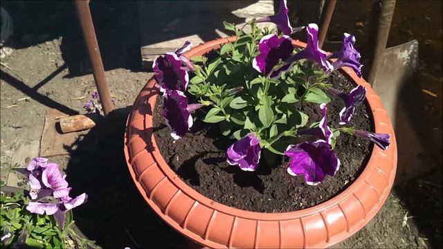 Обзор петунии на 15.07.2020 смотреть онлайн