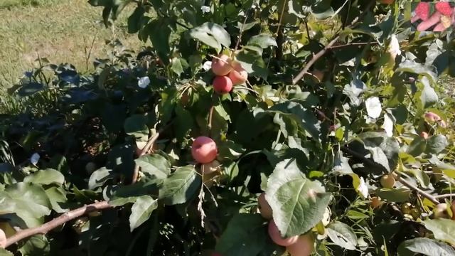 Прививки на яблоню. Ягодный сад. смотреть онлайн