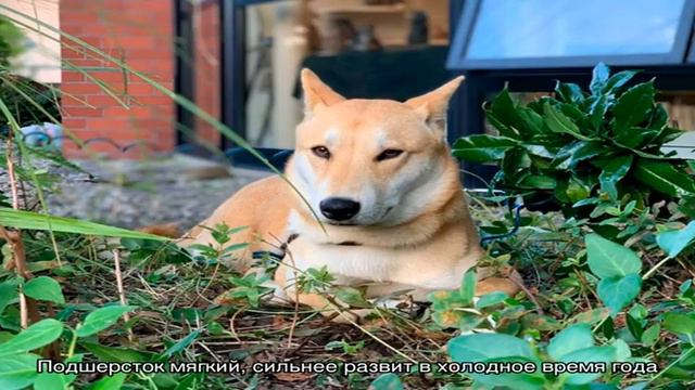 Дзёмон-сиба смотреть онлайн