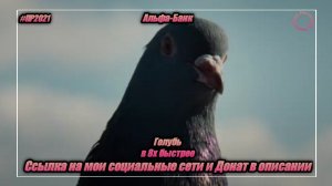 Альфа-Банк — «Голубь» в 8х быстрее | PRO Рекламу