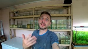 Прекрасный выводок Гурами. Чем кормить поплывшего малька? В чем прелесть инфузории