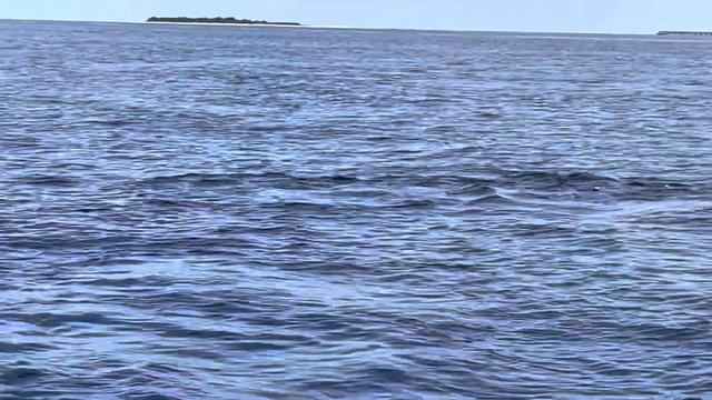 Adaaran Select Meedhupparu. Экскурсия. Дельфины. смотреть онлайн