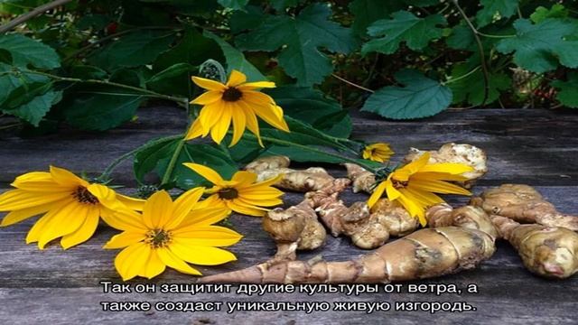 Выращивание земляной груши (топинамбура) смотреть онлайн