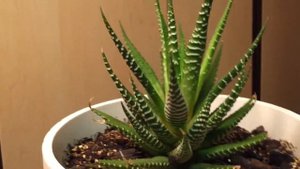 Хавортия Полосатая/Haworthia fasciata-5. Новые "детки" июня. Желтизна на листьях. Разница в росте